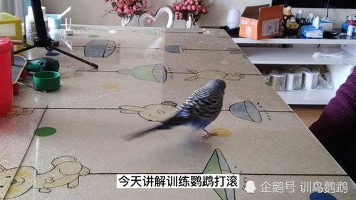 训鸟视频在线观看,在线观看驯鸟技巧全解析