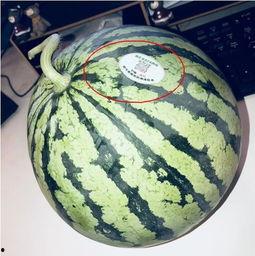 清远网红吃瓜,揭秘背后真相与网络舆论风暴