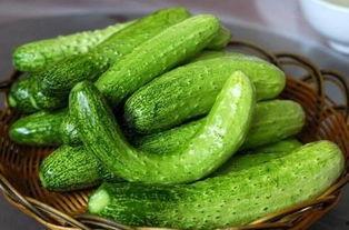 吃青瓜可以吃茄瓜吗,同食相宜的夏日美味探索