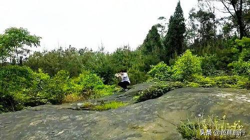 今日头条禾加镇,探寻乡村发展新路径，打造乡村振兴示范点”