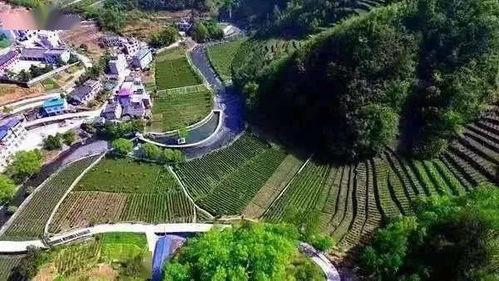 安康阳坡新闻头条,聚焦乡村振兴，共绘美丽乡村新画卷