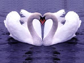 网红天鹅的电影名字,网络红人的蜕变之旅