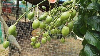 梦到树上摘瓜吃,树上摘瓜的奇幻之旅