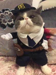 网红加菲,萌宠界的明星，带你领略萌宠魅力