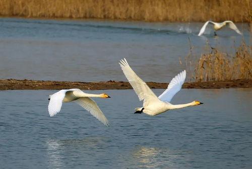 山东网红大叔飞鱼九式,健身达人教你轻松塑形