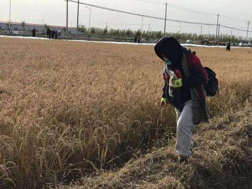 三人稻田吃瓜,夏日田园乐逍遥