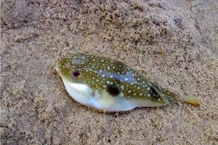 原神最新爆料叔叔的河豚,神秘生物背后的故事与传说