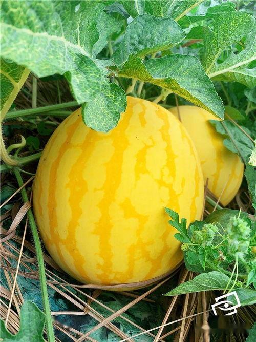 实习吃瓜,揭秘实习期间的“吃瓜”风云