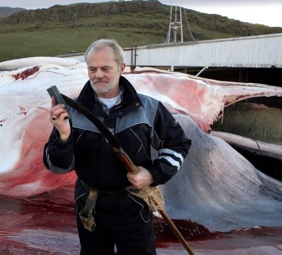 捕鲸电影在线观看,捕鲸电影在线观看之旅